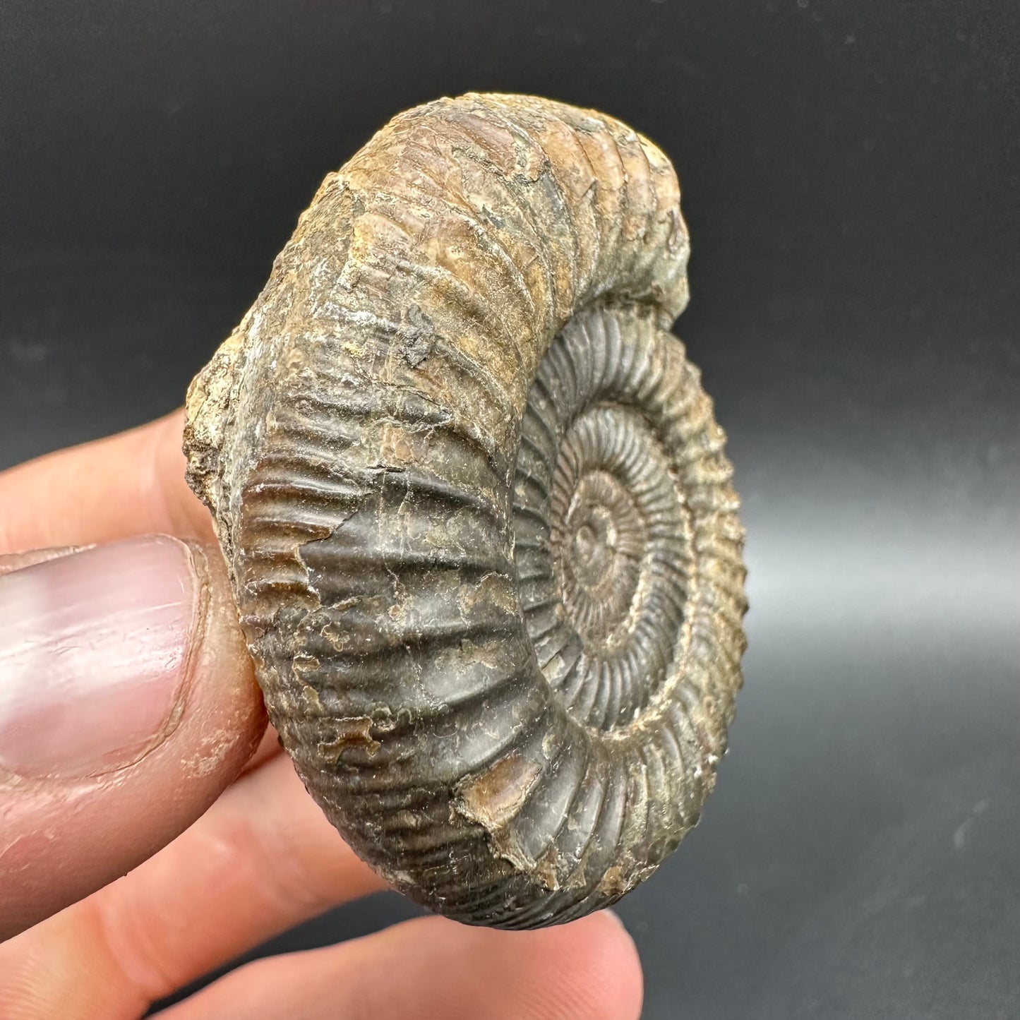 Dactylioceras Ammonite Fossil With box and Stand - Whitby, North Yorkshire Jurassic Coast Yorkshire Fossils