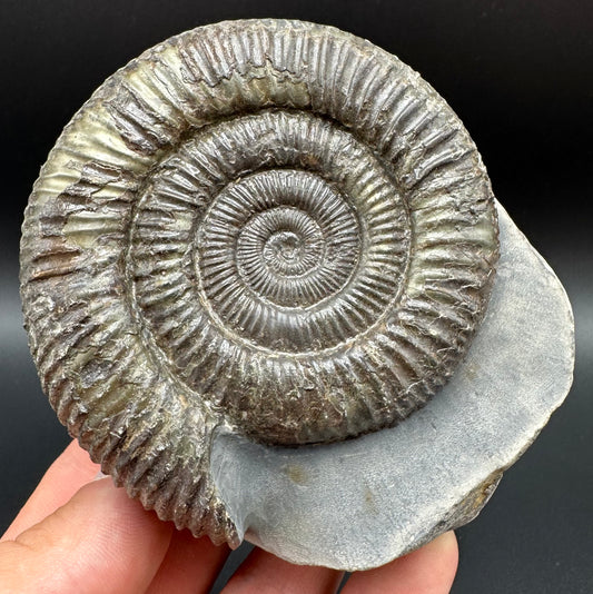 Dactylioceras Ammonite Fossil With Box And Stand - Whitby, North Yorkshire Jurassic Coast Yorkshire Fossils
