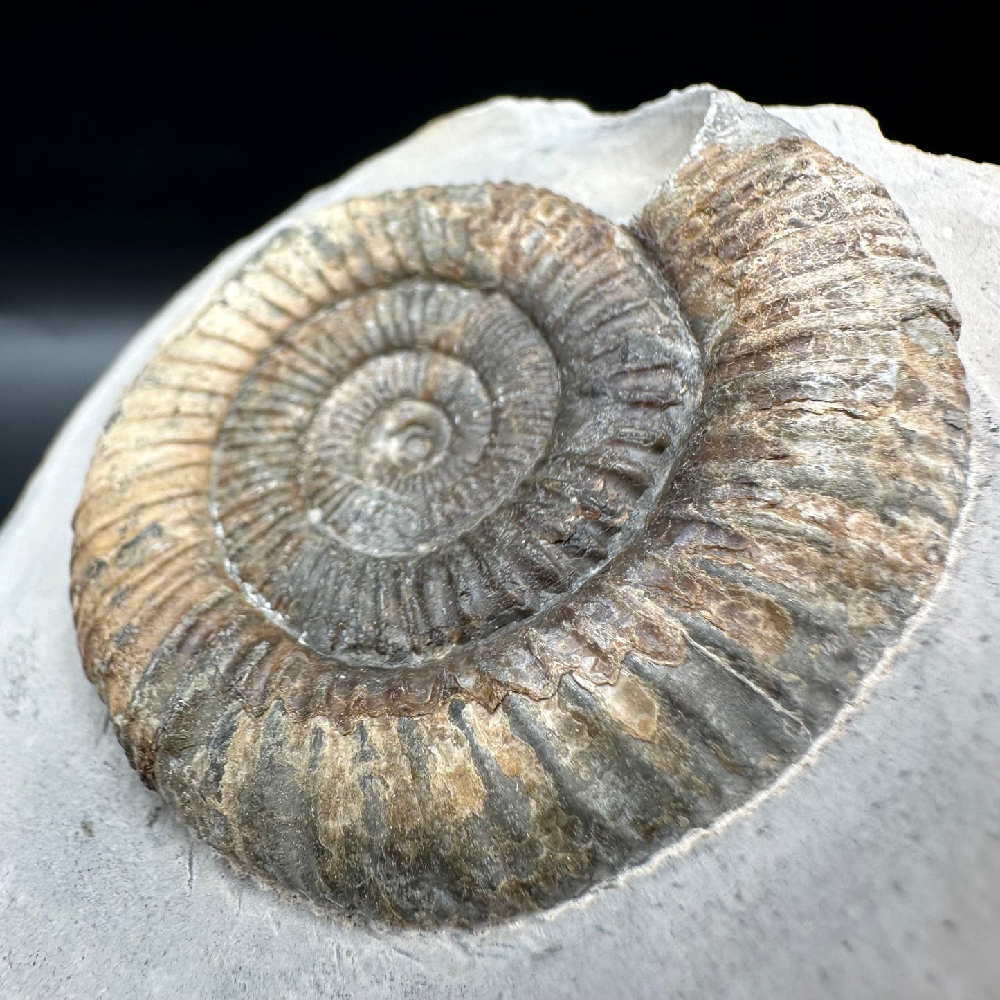 Dactylioceras Ammonite Fossil With Box And Stand - Whitby, North Yorkshire Jurassic Coast Yorkshire Fossils