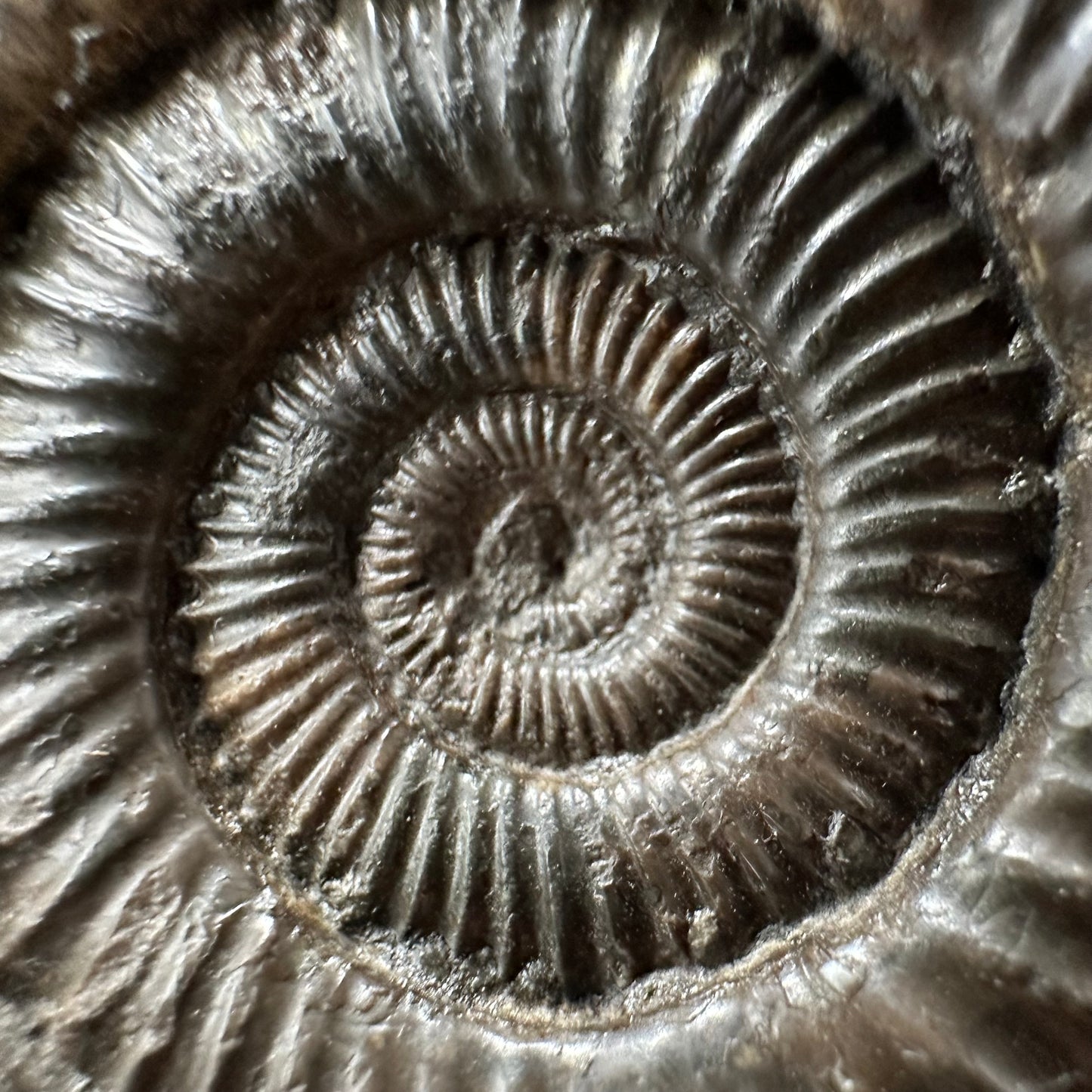 Dactylioceras Ammonite Fossil With box and Stand - Whitby, North Yorkshire Jurassic Coast Yorkshire Fossils