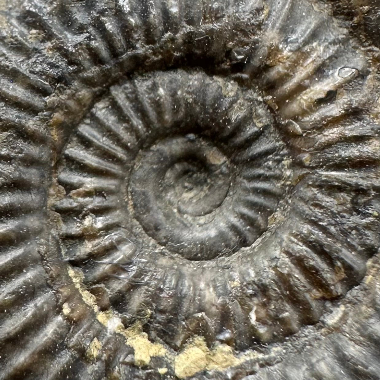 Dactylioceras Ammonite Fossil With Box And Stand - Whitby, North Yorkshire Jurassic Coast Yorkshire Fossils