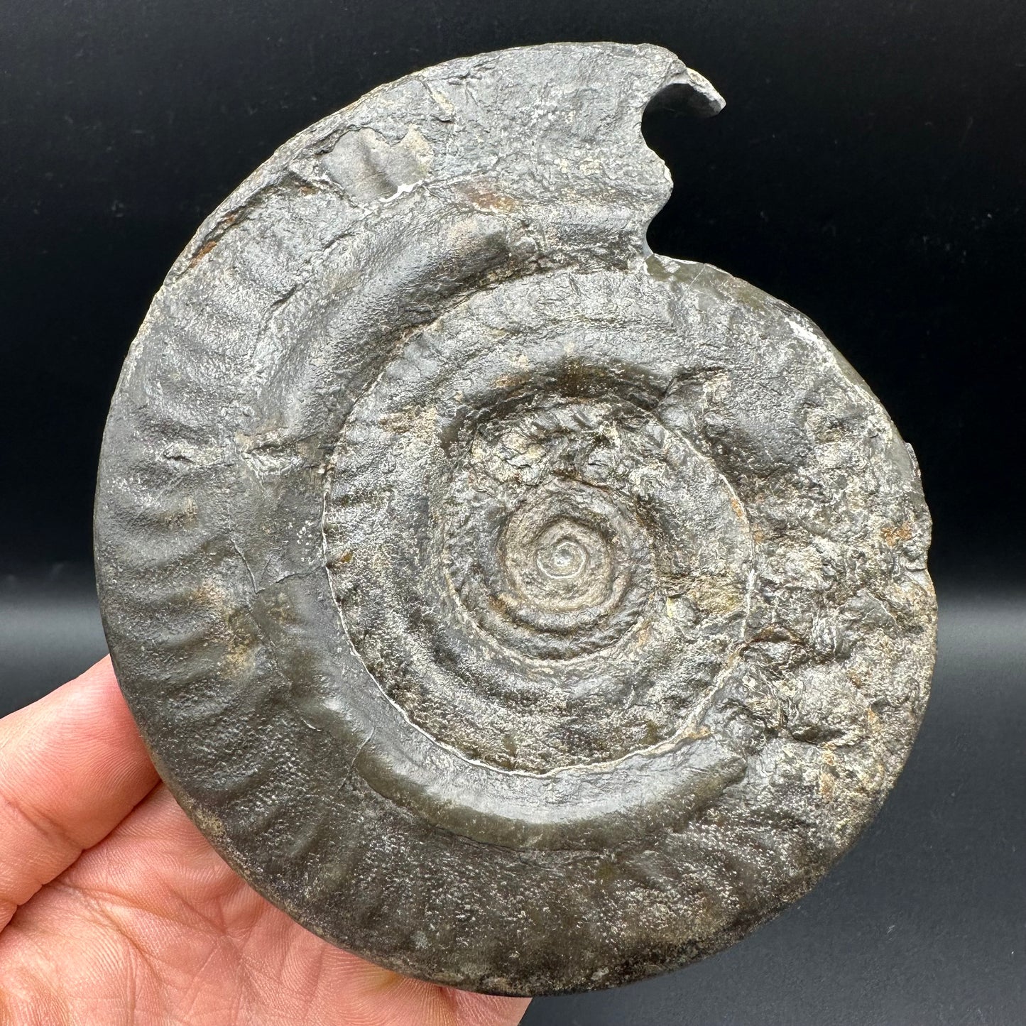 Hildoceras Bifrons Ammonite fossil - Whitby, North Yorkshire Jurassic Coast, Yorkshire Fossils from the Jurassic Coast