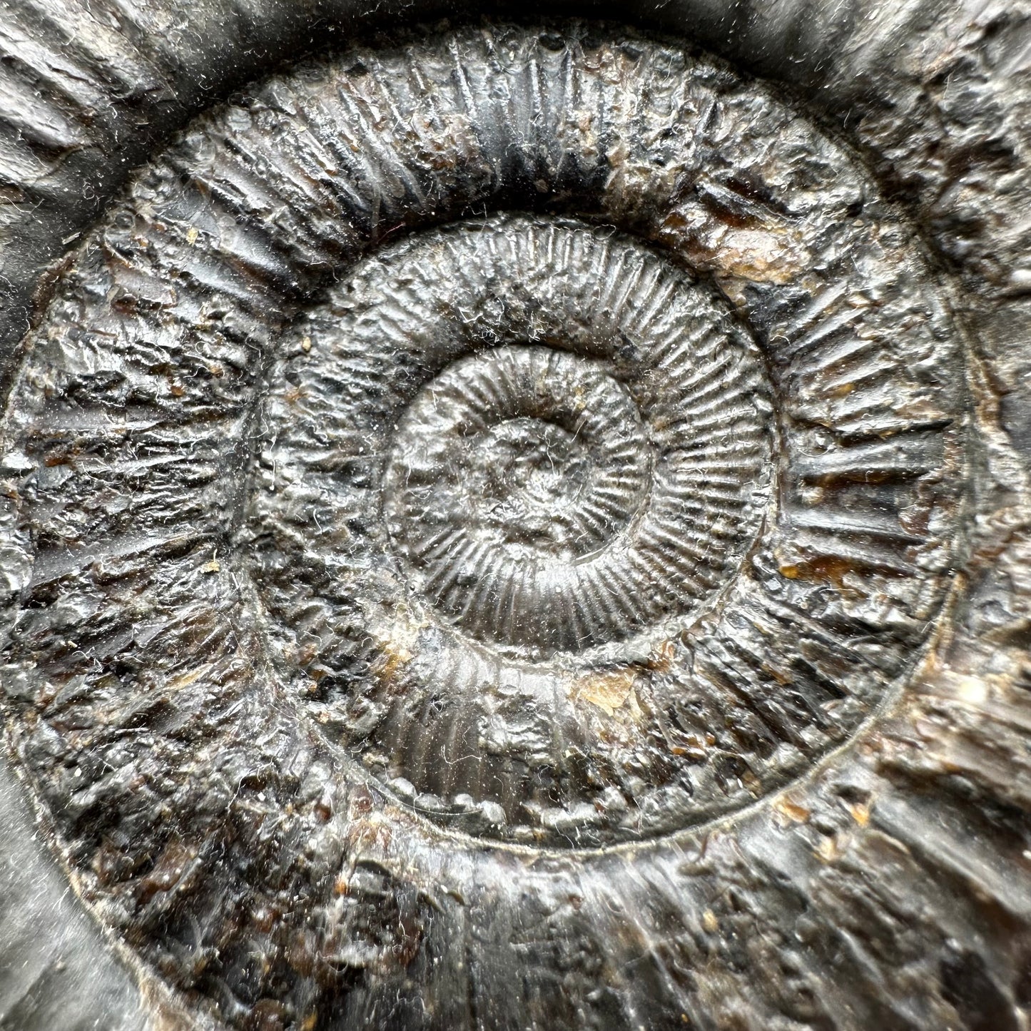 Dactylioceras Ammonite Fossil With Box And Stand - Whitby, North Yorkshire Jurassic Coast Yorkshire Fossils