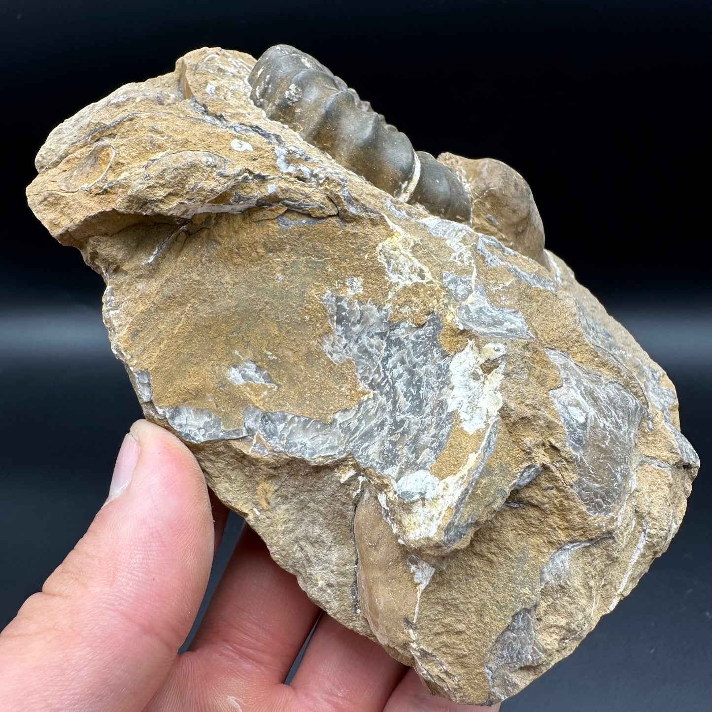 Androgynoceras Capricornus ammonite fossil - Whitby, North Yorkshire Jurassic Coast Yorkshire Fossils