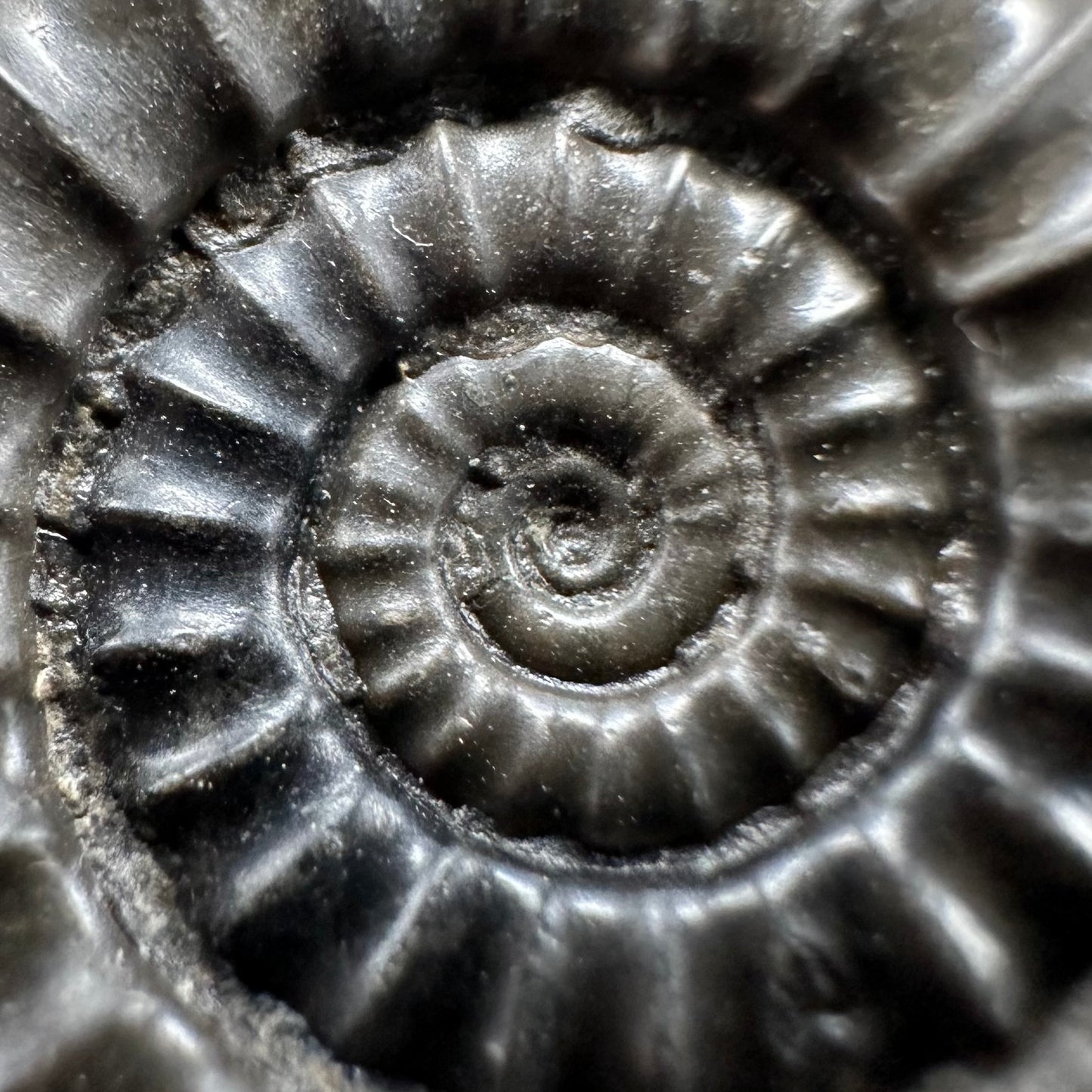 Arnioceras ammonite shell fossil with box and stand - Whitby, North Yorkshire Jurassic Coast Yorkshire Fossils