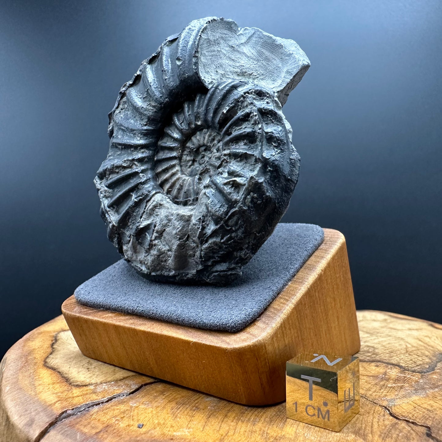 Asteroceras Ammonite fossil with box and stand - Whitby, North Yorkshire Jurassic Coast Yorkshire Fossils