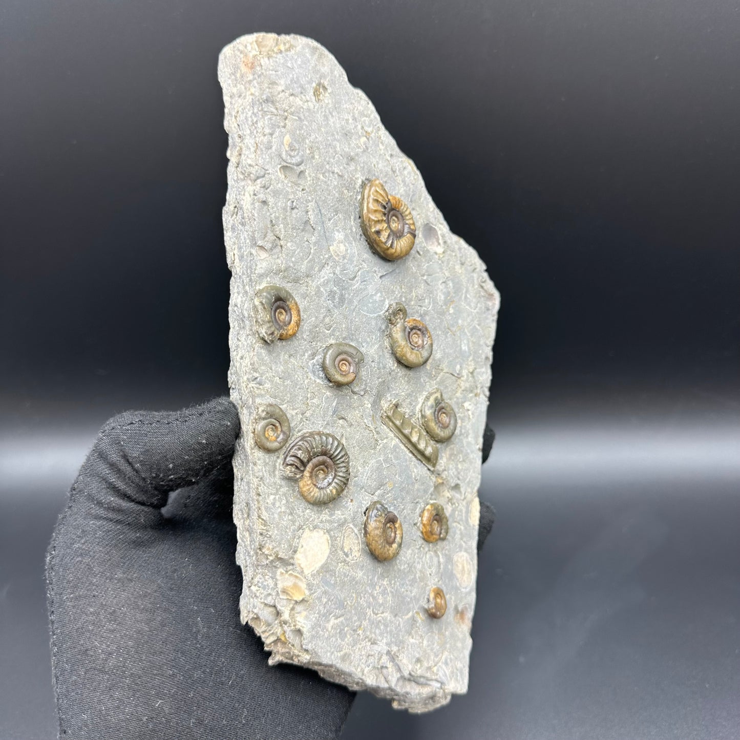 Arnioceras ammonite shell fossil with stand - Whitby, North Yorkshire Jurassic Coast Yorkshire Fossils