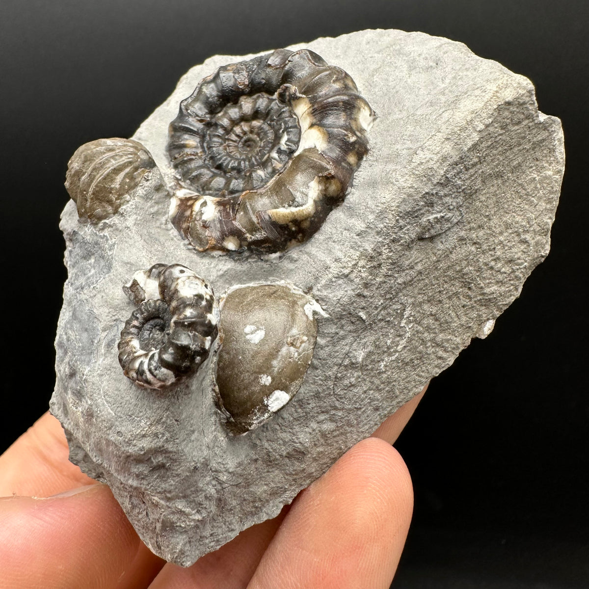 Androgynoceras maculatum ammonite fossil with box and stand - Whitby, North Yorkshire Jurassic Coast Yorkshire Fossils
