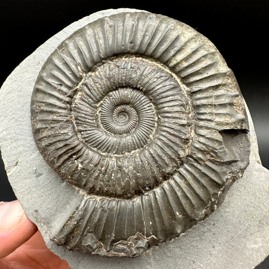 Peronoceras fibulatum Ammonite fossil with box and stand - Whitby, North Yorkshire Jurassic Coast Yorkshire Fossils