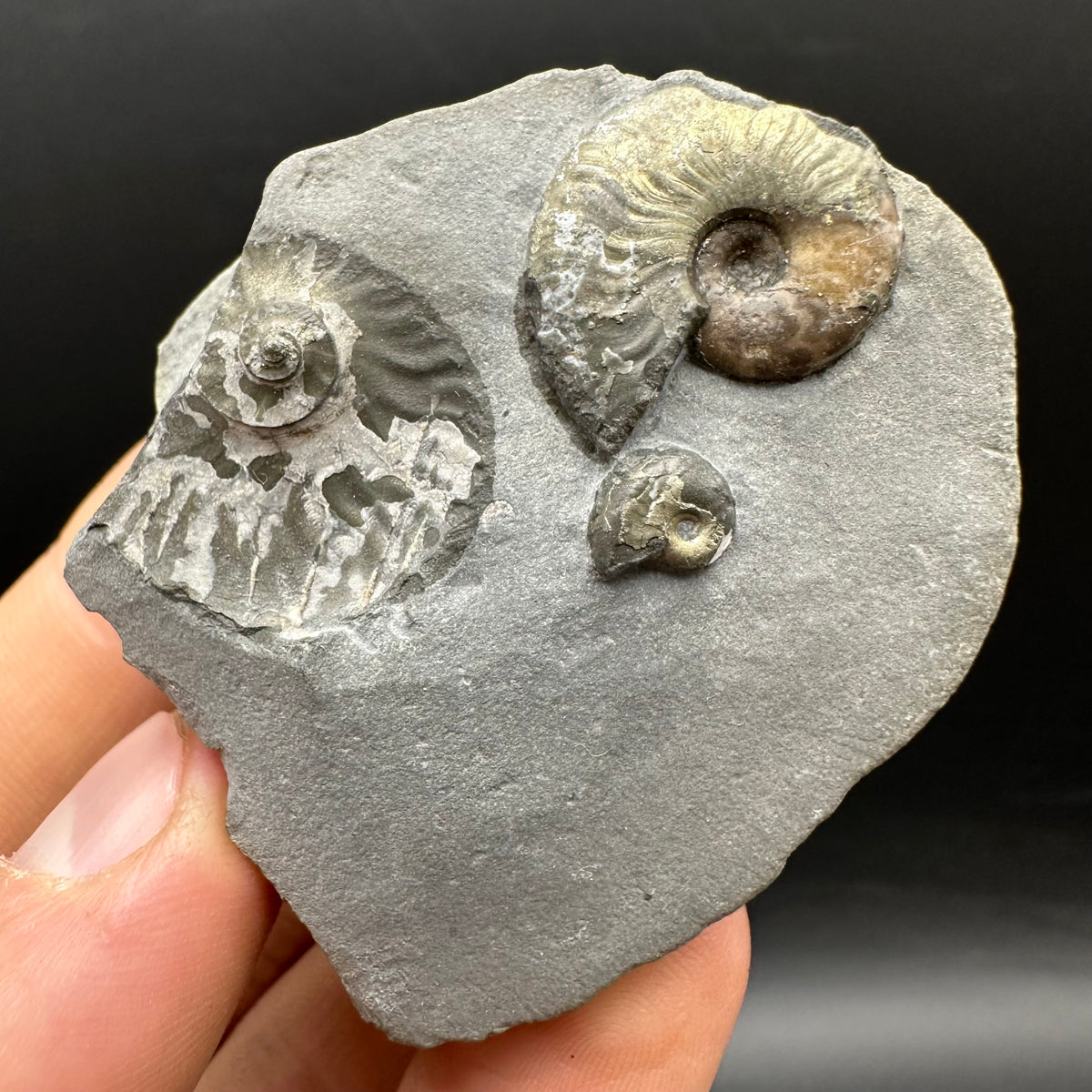Eleganticeras Elegantulum ammonite fossil with box and stand - Whitby, North Yorkshire Jurassic Coast, Yorkshire Fossils