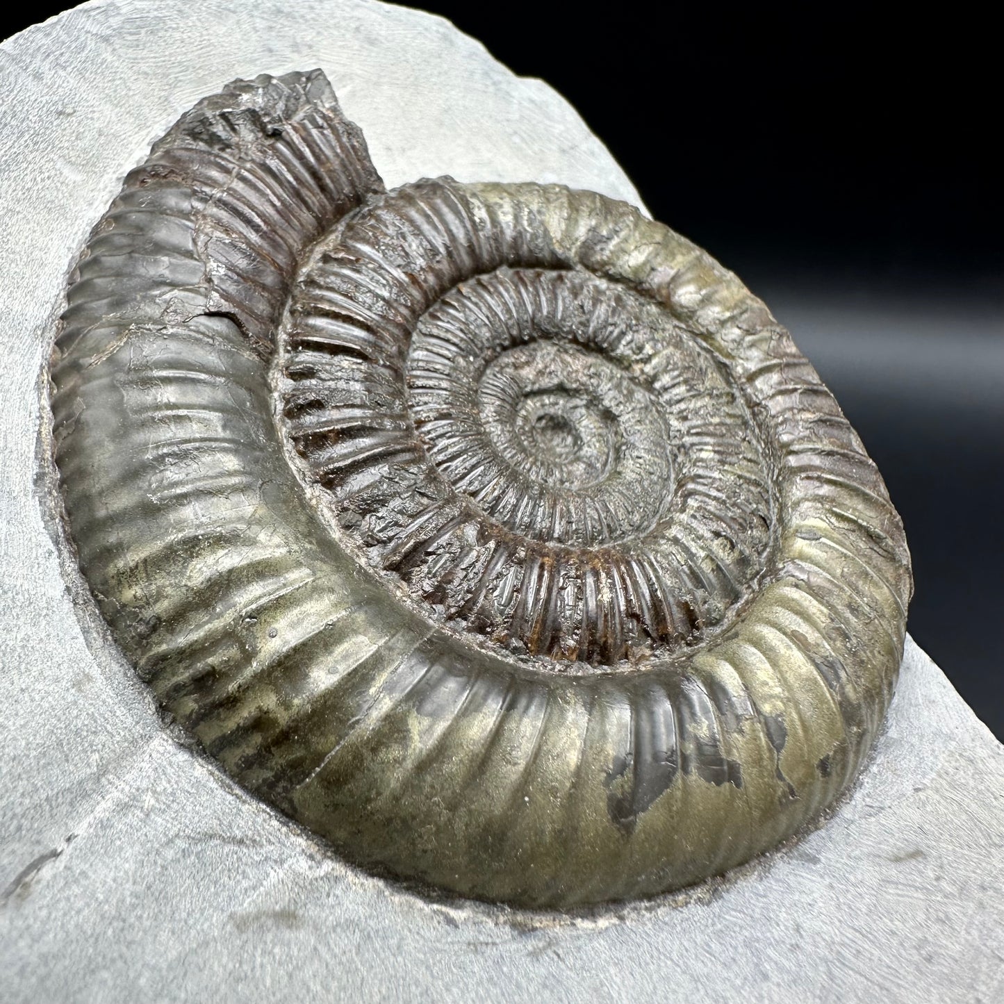 Dactylioceras Ammonite Fossil - Whitby, North Yorkshire Jurassic Coast Yorkshire Fossils