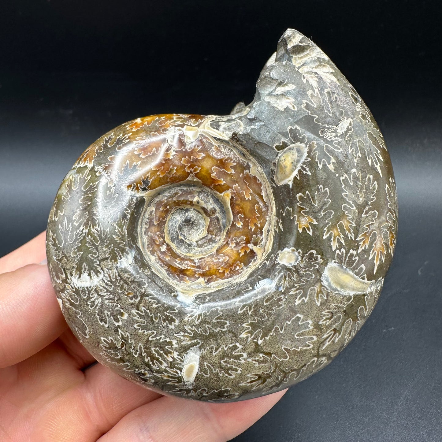 Puzosia Ammonite Fossil With Box And Stand - Cretaceous Ammonite Madagascar