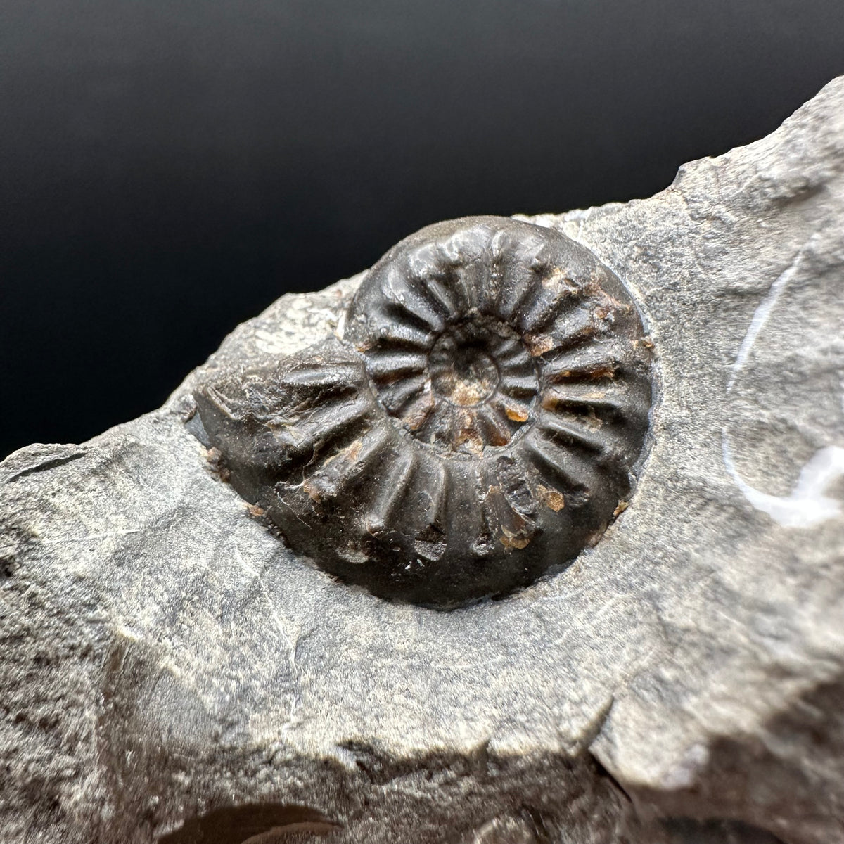 Amaltheus subnodosus Ammonite fossil with stand - Whitby, North Yorkshire Jurassic Coast Yorkshire Fossils
