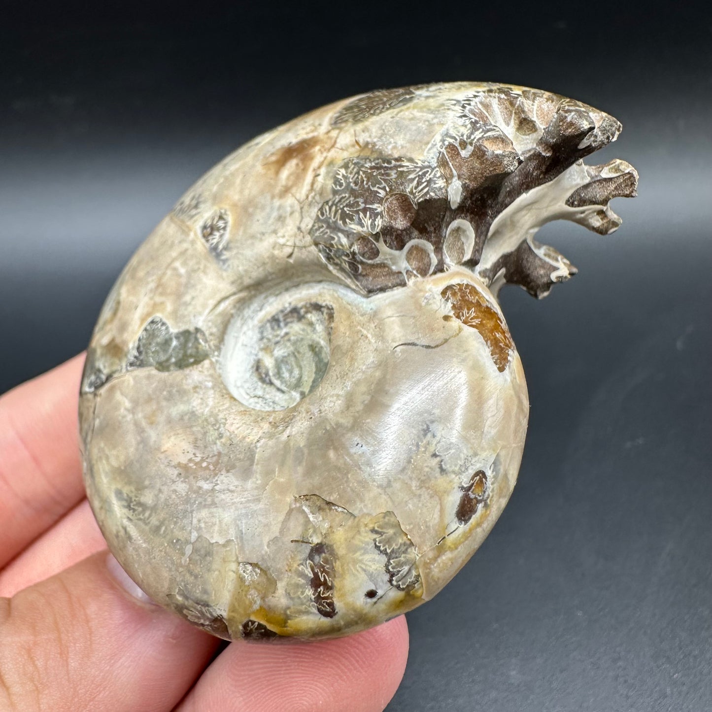Puzosia Ammonite Fossil With Box And Stand - Cretaceous Ammonite Madagascar
