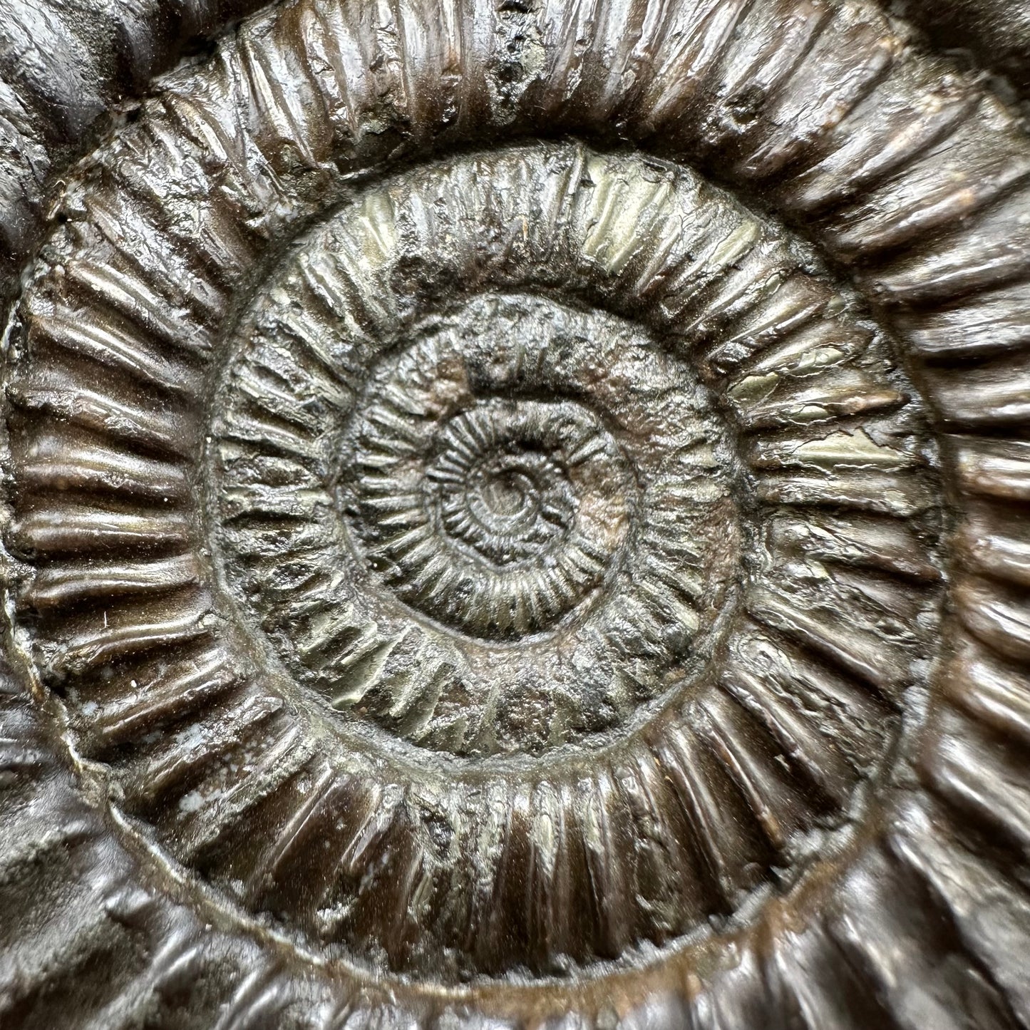 Dactylioceras Ammonite Fossil With Box And Stand - Whitby, North Yorkshire Jurassic Coast Yorkshire Fossils