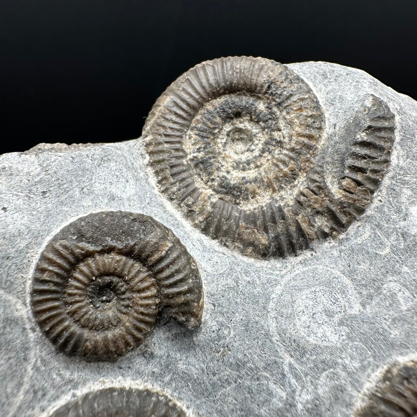 Gracile Multi-block Ammonite Fossil With Box And Stand - Whitby, North Yorkshire Jurassic Coast Yorkshire Fossils