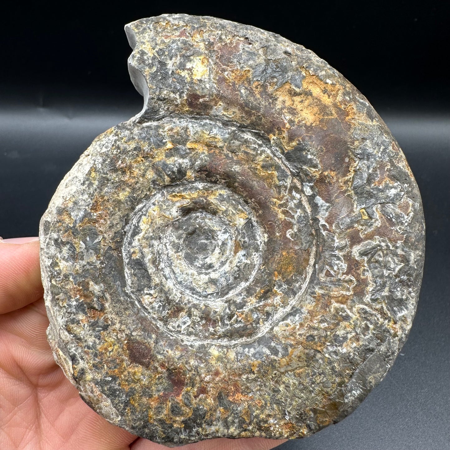 Hildoceras Bifrons Ammonite fossil with box and stand - Whitby, North Yorkshire Jurassic Coast, Yorkshire Fossils from the Jurassic Coast