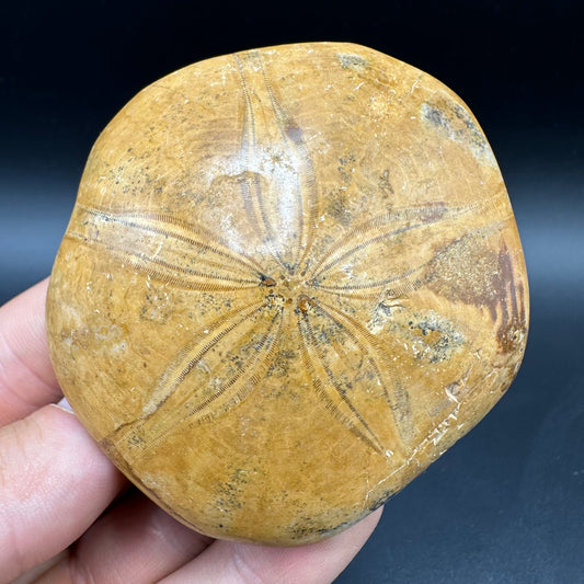Holectypus Sea Urchin Fossil With Box And Stand - Middle Jurassic Madagascar