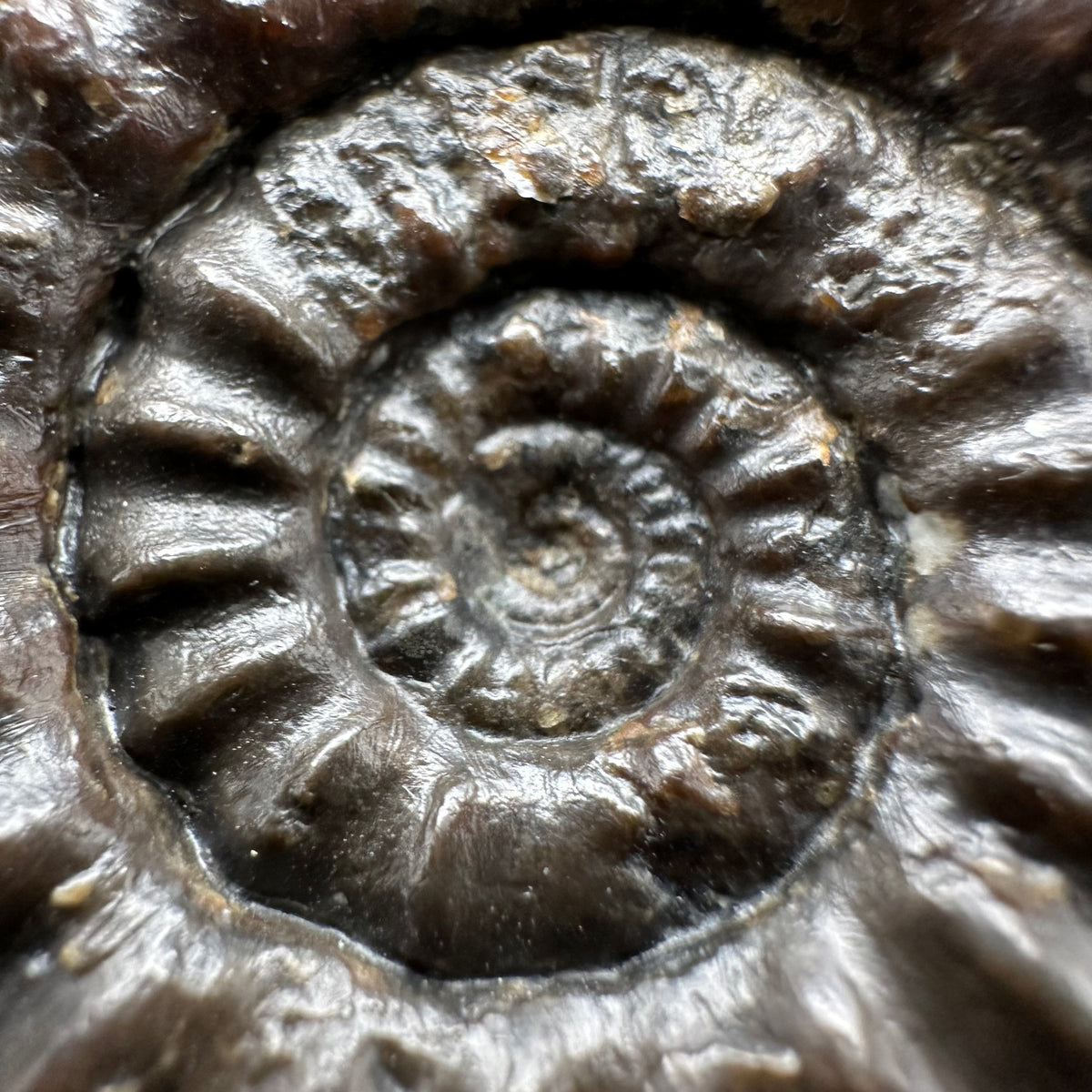Androgynoceras maculatum ammonite fossil with box and stand - Whitby, North Yorkshire Jurassic Coast Yorkshire Fossils