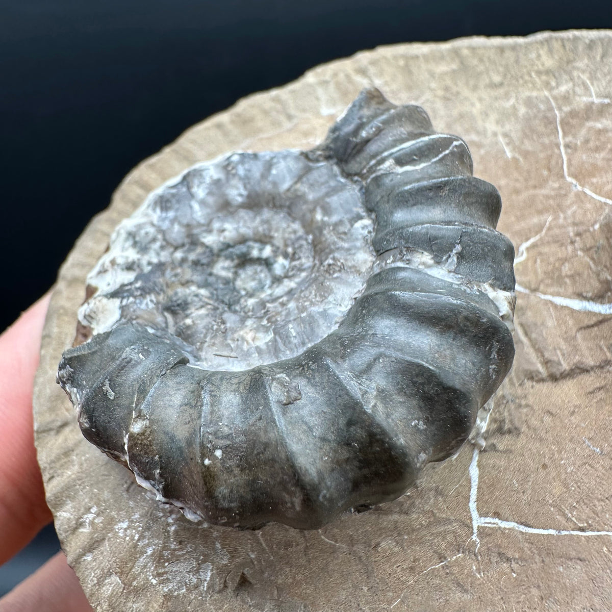 Androgynoceras maculatum ammonite fossil with stand - Whitby, North Yorkshire Jurassic Coast Yorkshire Fossils