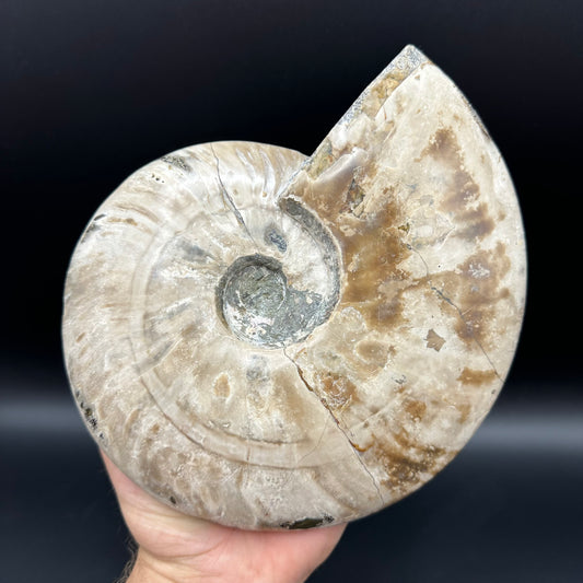Cleoniceras Ammonite Fossil With Stand - Cretaceous Ammonite Madagascar