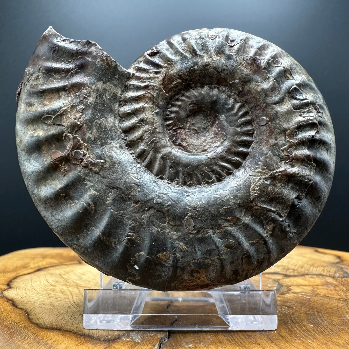 Hildoceras lusitanicum Ammonite fossil with box and stand - Whitby, North Yorkshire, Jurassic Coast, Yorkshire Fossils from the Jurassic Coast