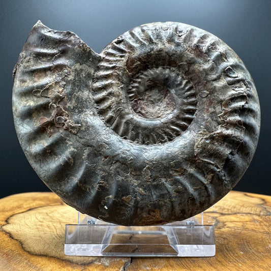 Hildoceras lusitanicum Ammonite fossil with box and stand - Whitby, North Yorkshire, Jurassic Coast, Yorkshire Fossils from the Jurassic Coast