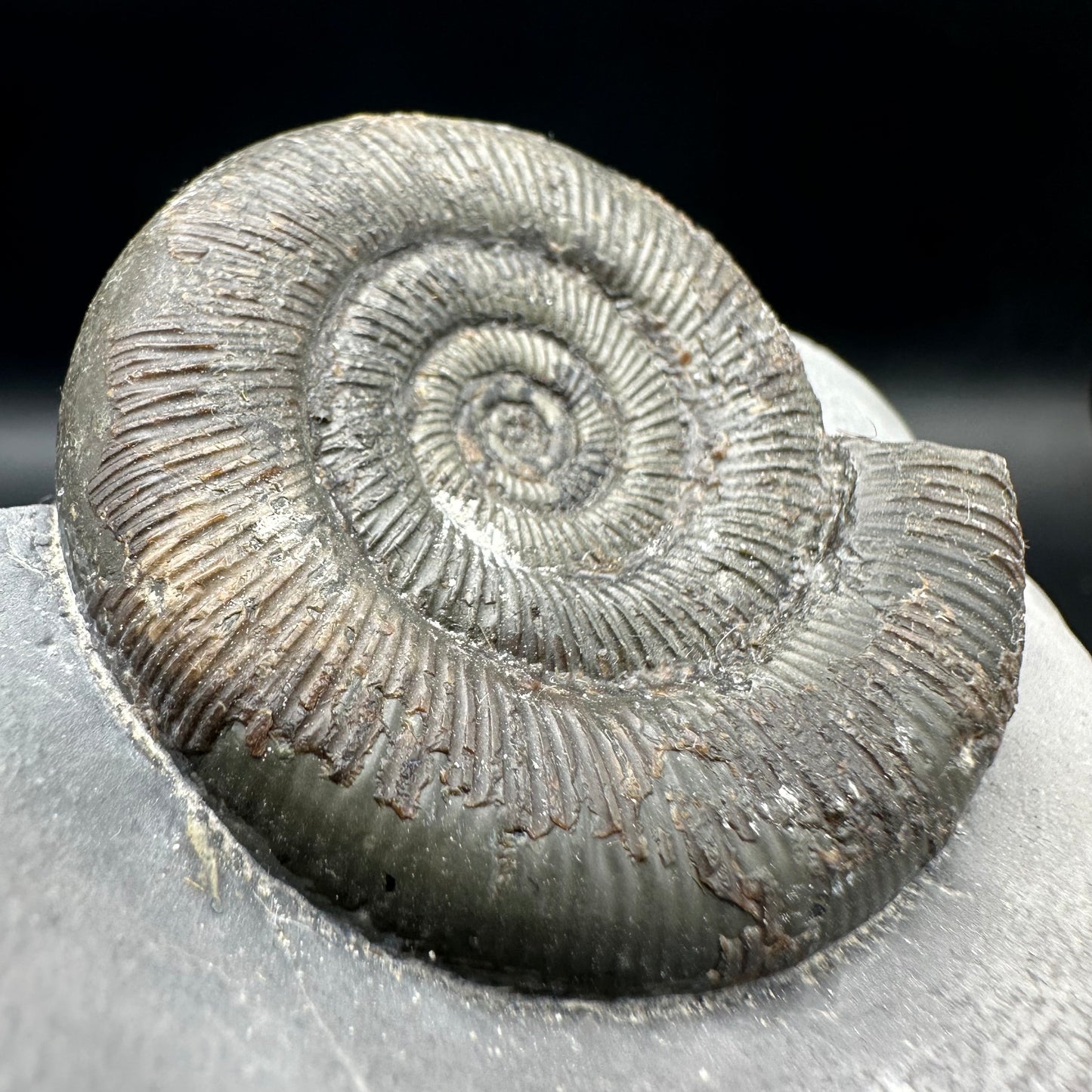 Dactylioceras tenuicostatum ammonite fossil with box and stand - Whitby, North Yorkshire Jurassic Coast