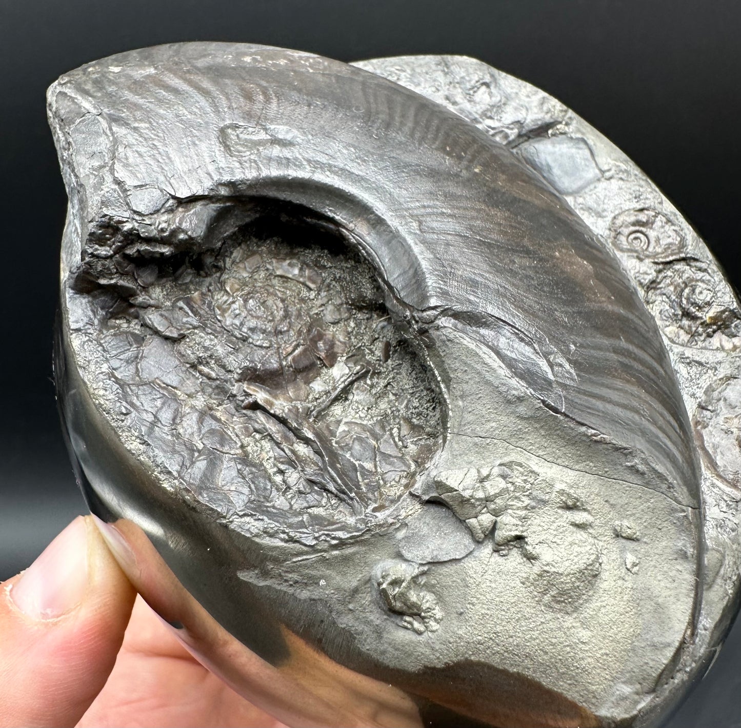 Golden Egg (GENUINE) Ammonite Fossil With Stand - Whitby, North Yorkshire Jurassic Coast Yorkshire Fossils