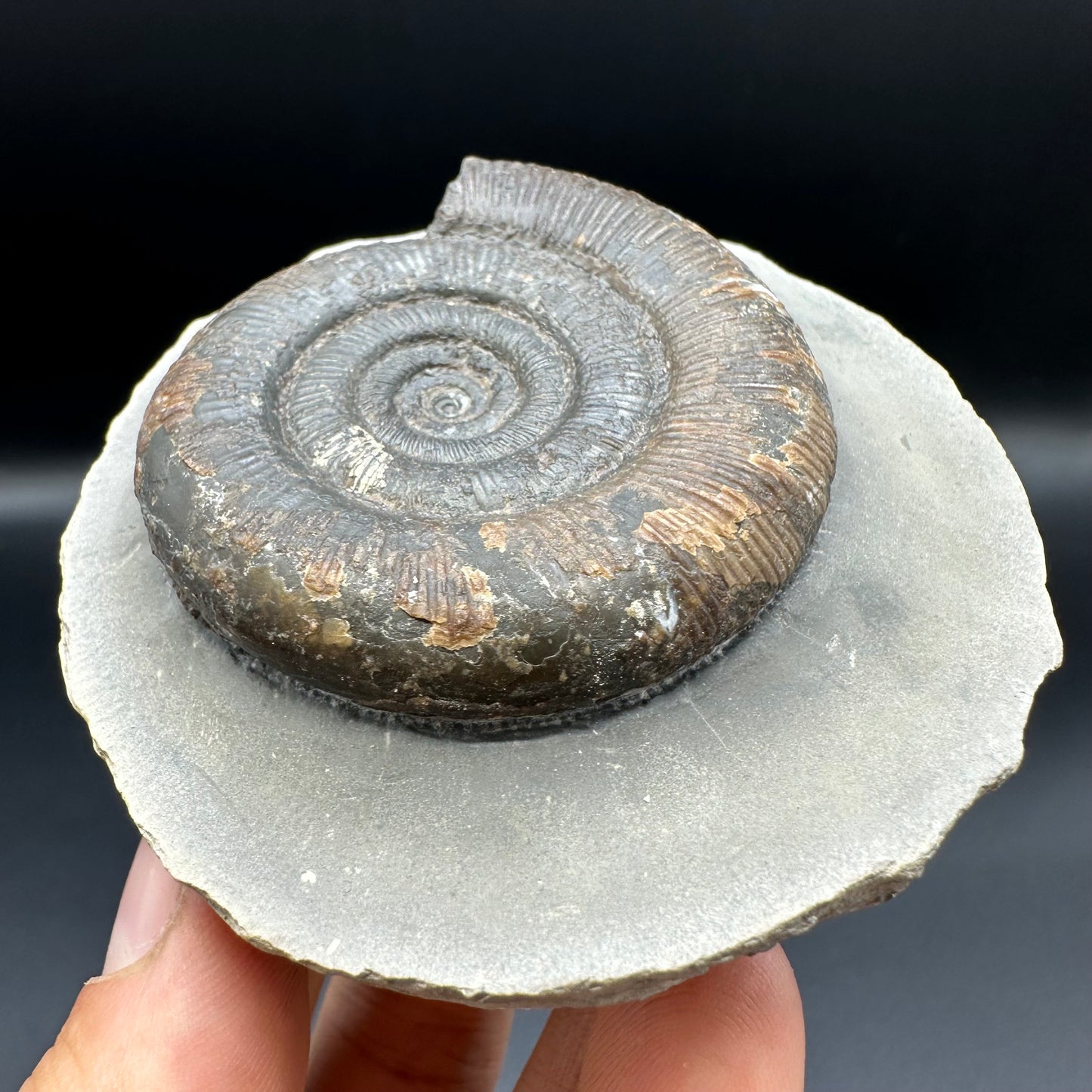 Dactylioceras tenuicostatum ammonite fossil with box and stand - Whitby, North Yorkshire Jurassic Coast