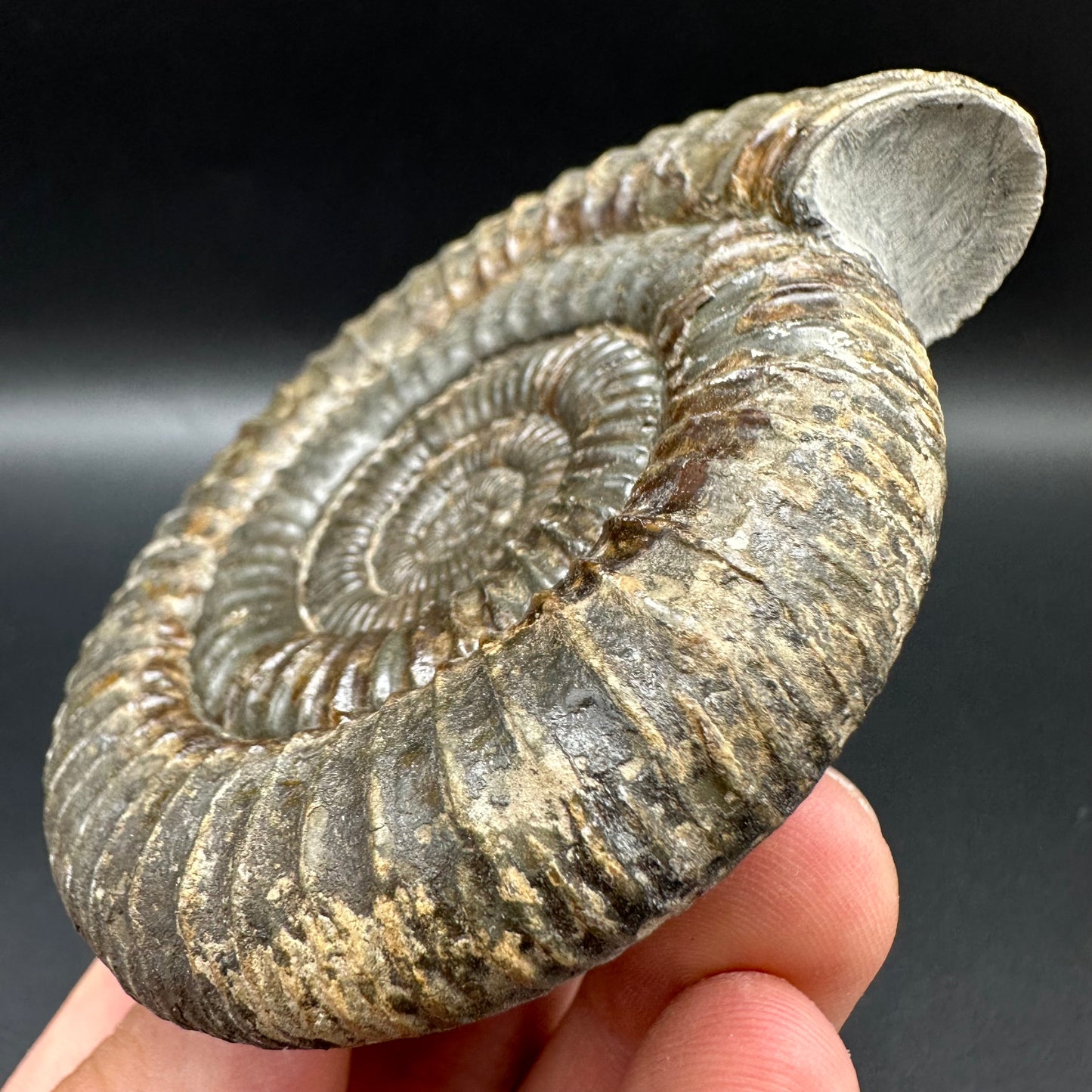 Dactylioceras Ammonite Fossil With Box And Stand - Whitby, North Yorkshire Jurassic Coast Yorkshire Fossils