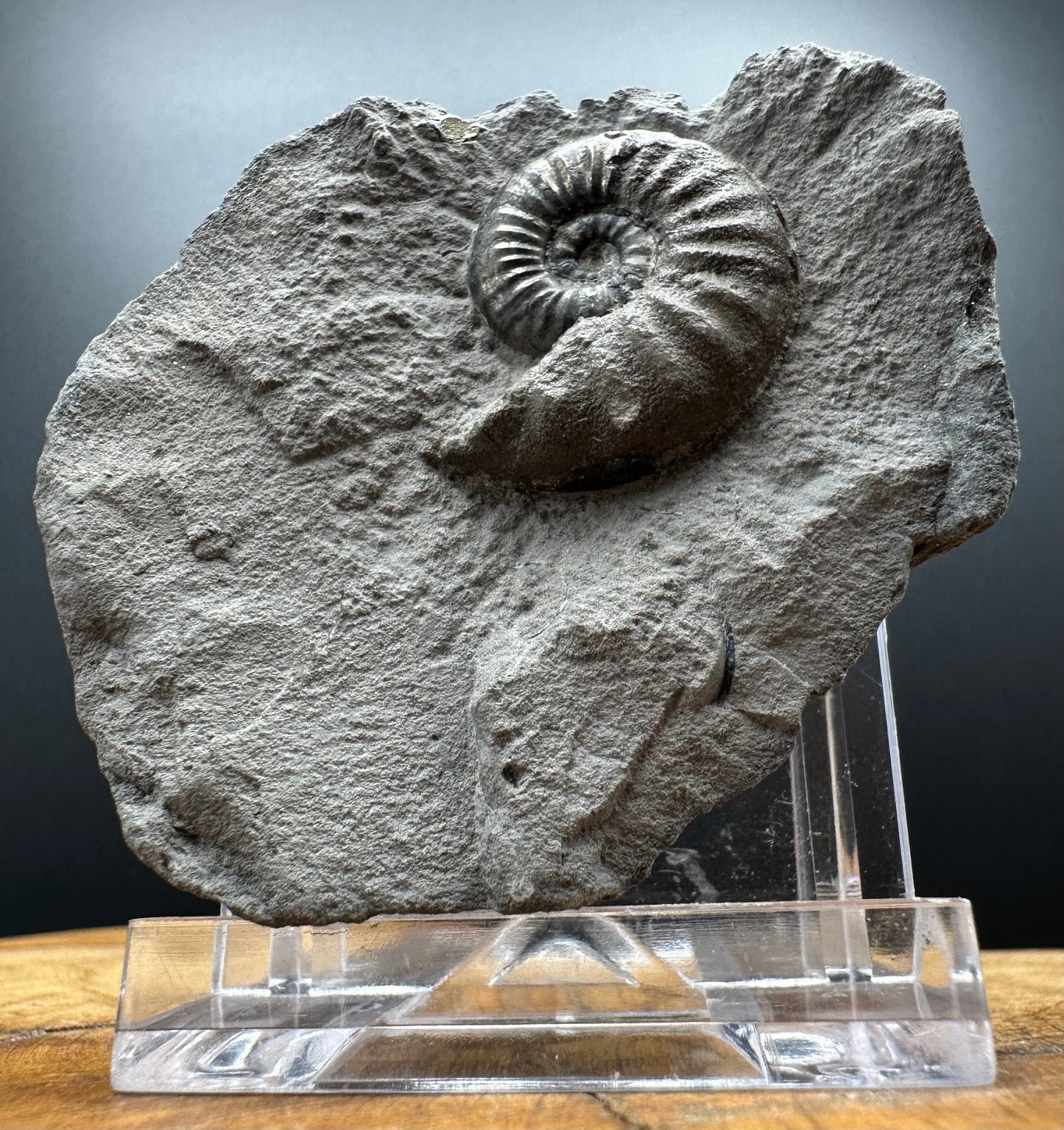 Agassiceras sp. ammonite fossil with box and stand - Whitby, North Yorkshire Jurassic Coast Yorkshire Fossils