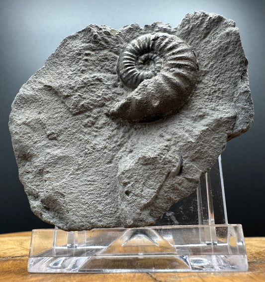 Agassiceras sp. ammonite fossil with box and stand - Whitby, North Yorkshire Jurassic Coast Yorkshire Fossils