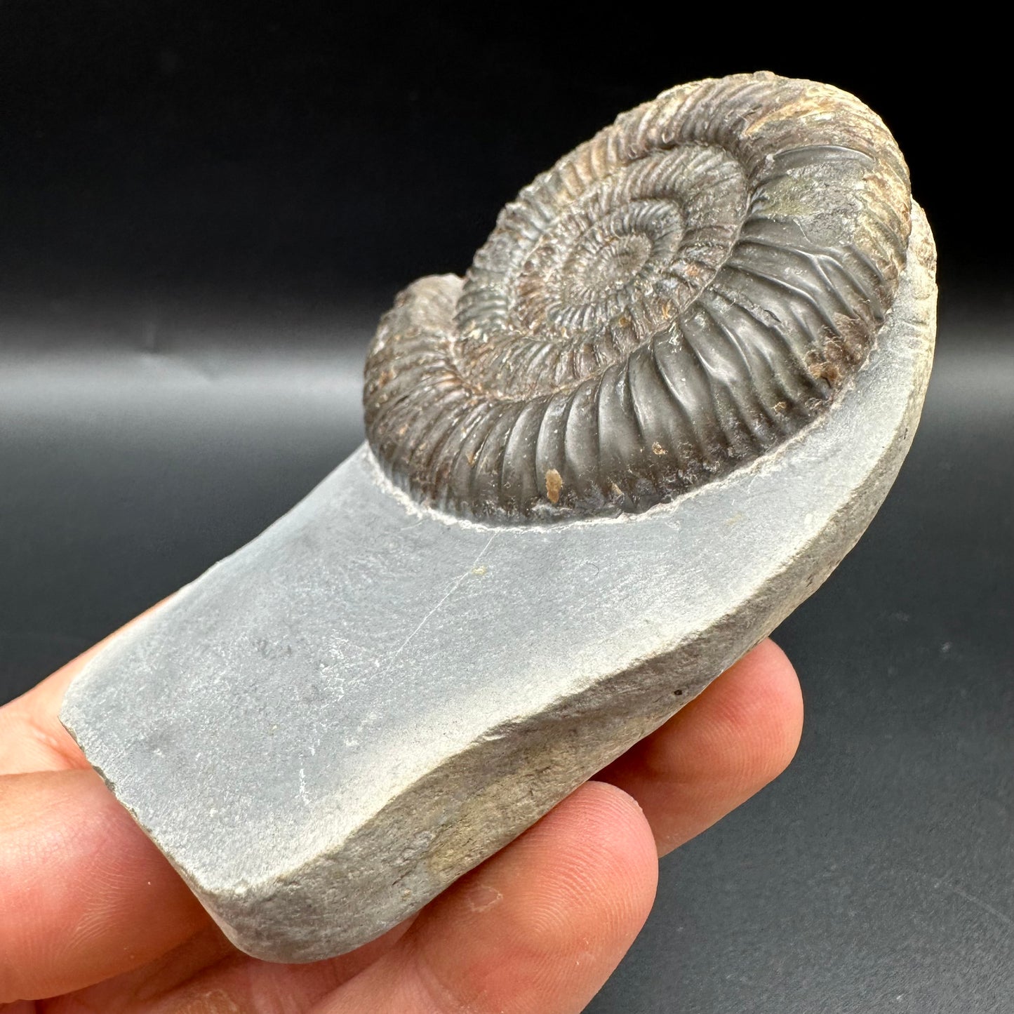 Dactylioceras Ammonite Fossil With Box And Stand - Whitby, North Yorkshire Jurassic Coast Yorkshire Fossils