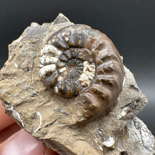 Amaltheus subnodosus Ammonite fossil with box and stand - Whitby, North Yorkshire Jurassic Coast Yorkshire Fossils