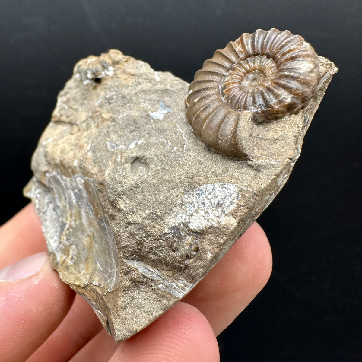 Androgynoceras capricornus Ammonite Fossil With Stand - Whitby, North Yorkshire Jurassic Coast Yorkshire Fossils