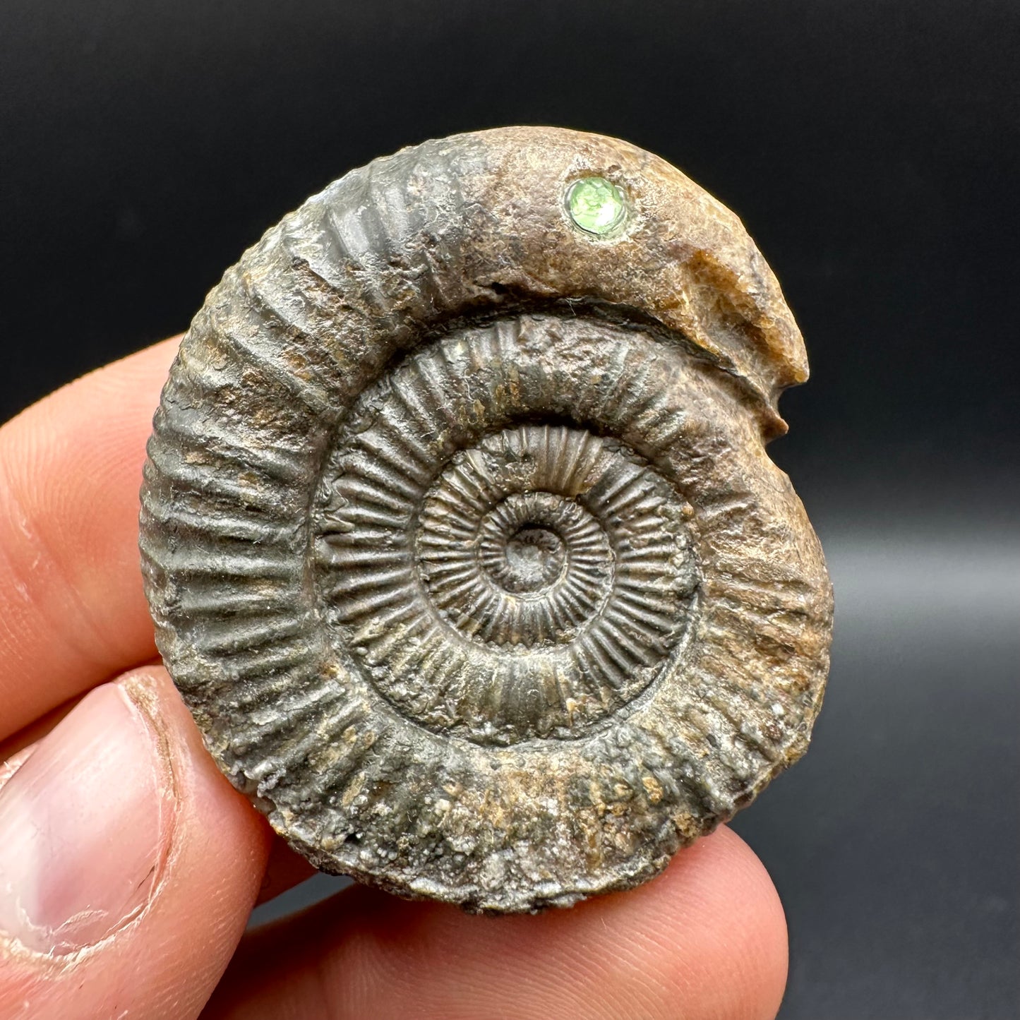 Snakestone Ammonite Fossil With Bag/Box And Stand - Whitby, North Yorkshire Jurassic Coast Yorkshire Fossils