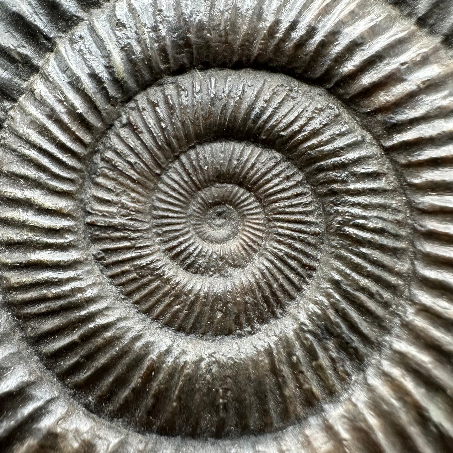 Dactylioceras Ammonite Fossil With box and Stand - Whitby, North Yorkshire Jurassic Coast Yorkshire Fossils