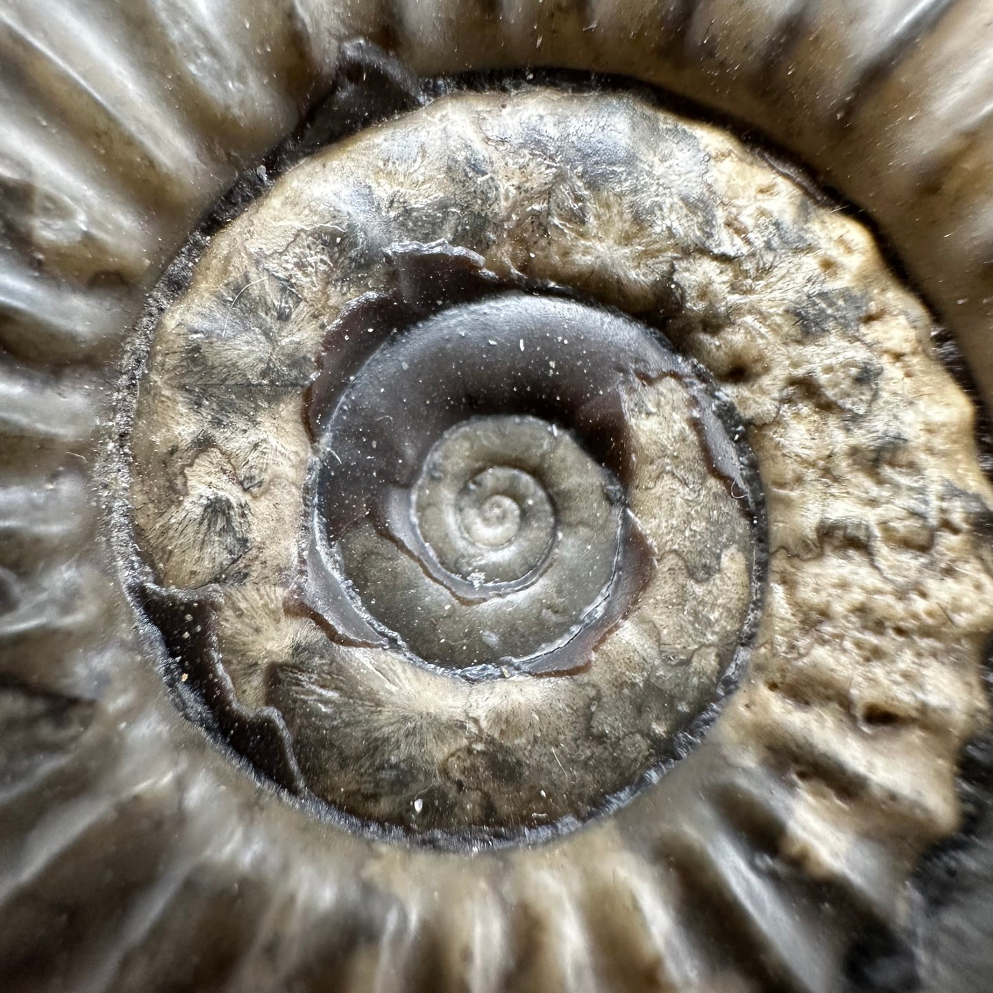 Arnioceras ammonite shell fossil with box and stand - Whitby, North Yorkshire Jurassic Coast Yorkshire Fossils