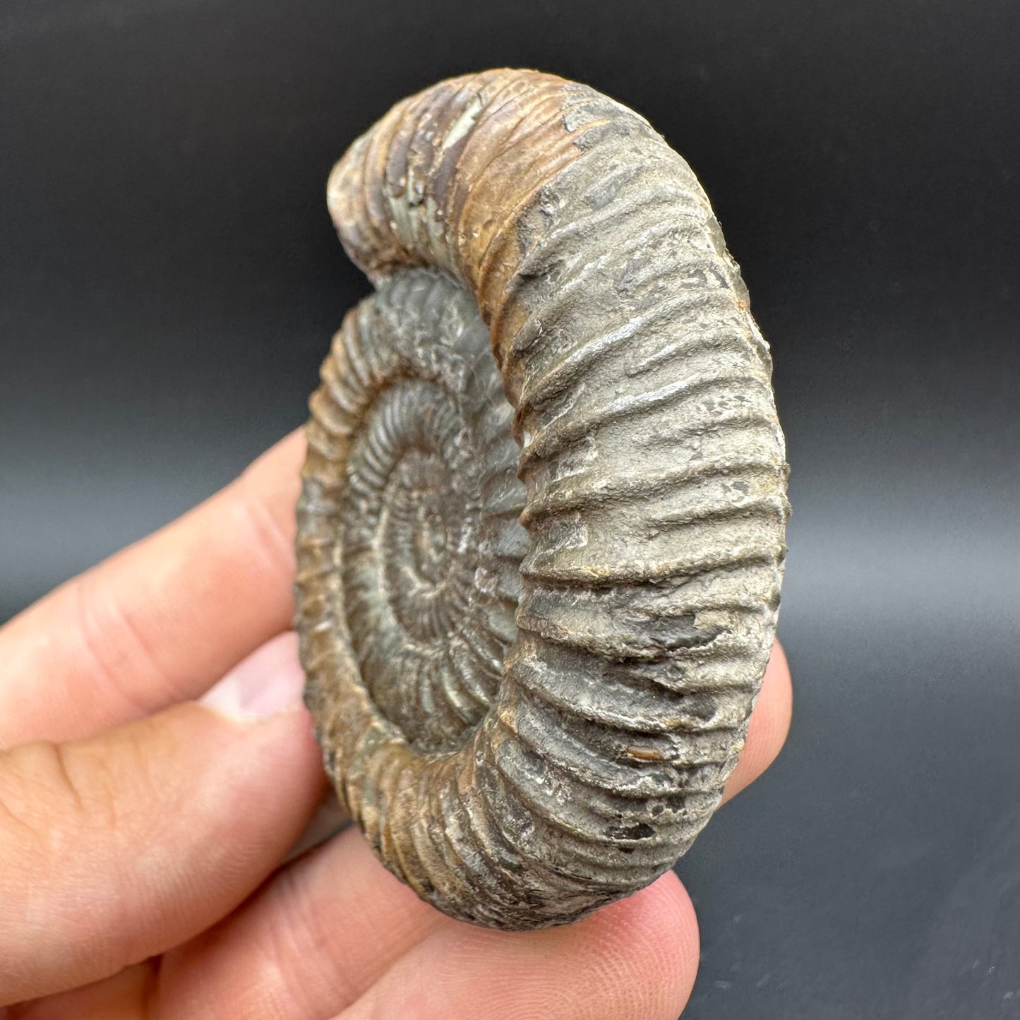 Dactylioceras Ammonite Fossil With Box And Stand - Whitby, North Yorkshire Jurassic Coast Yorkshire Fossils