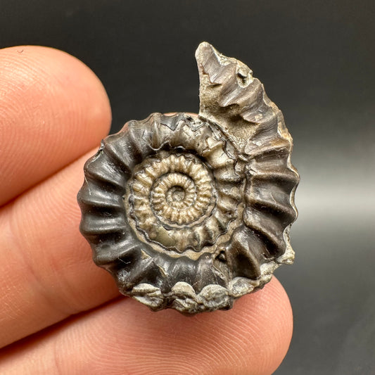 Gagaticeras Ammonite fossil with box and stand - Whitby, North Yorkshire Jurassic Coast Yorkshire Fossils