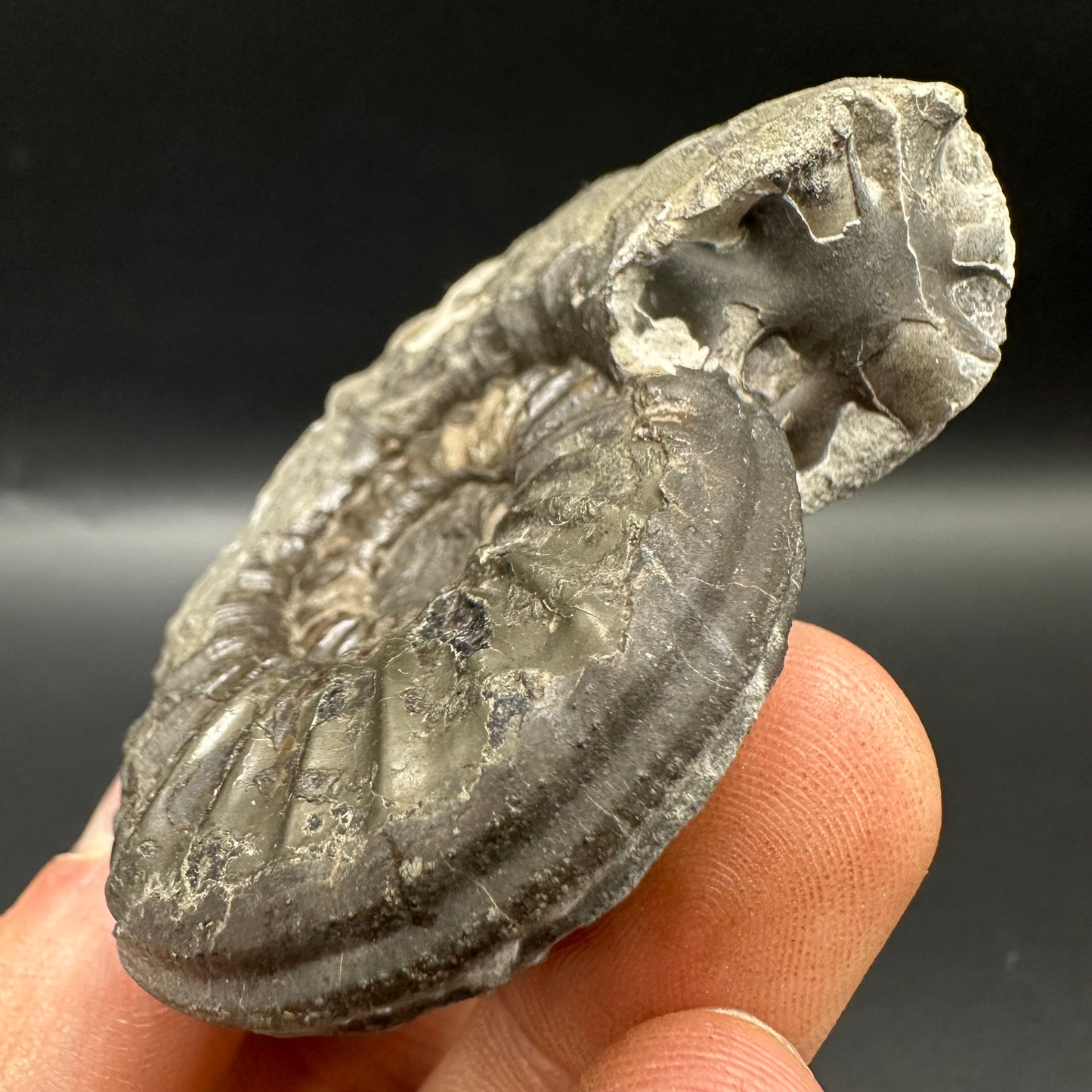 Asteroceras Ammonite fossil with box and stand - Whitby, North Yorkshire Jurassic Coast Yorkshire Fossils