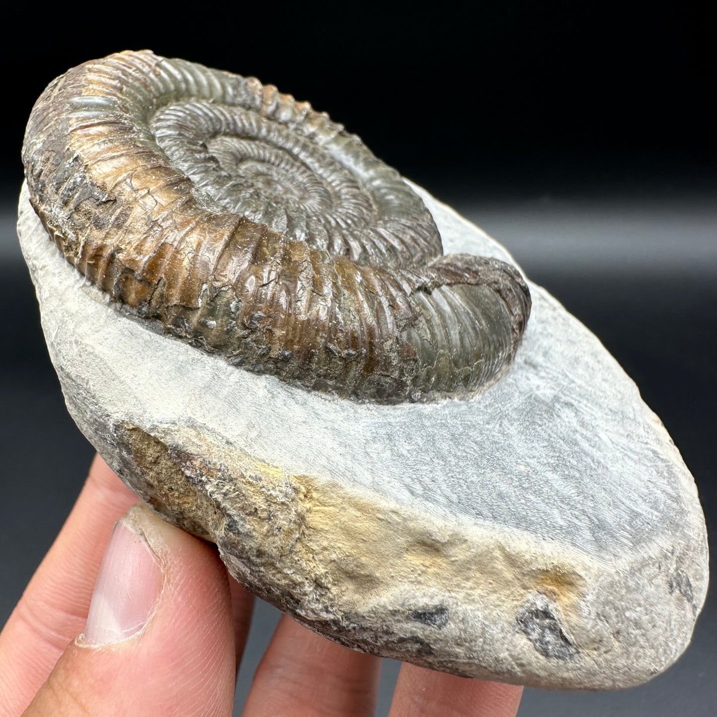 Dactylioceras Ammonite Fossil With Box And Stand - Whitby, North Yorkshire Jurassic Coast Yorkshire Fossils