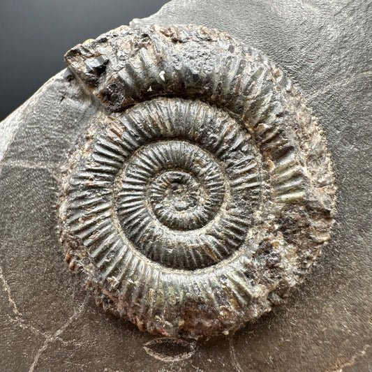 Dactylioceras Ammonite Fossil With box and Stand - Whitby, North Yorkshire Jurassic Coast Yorkshire Fossils