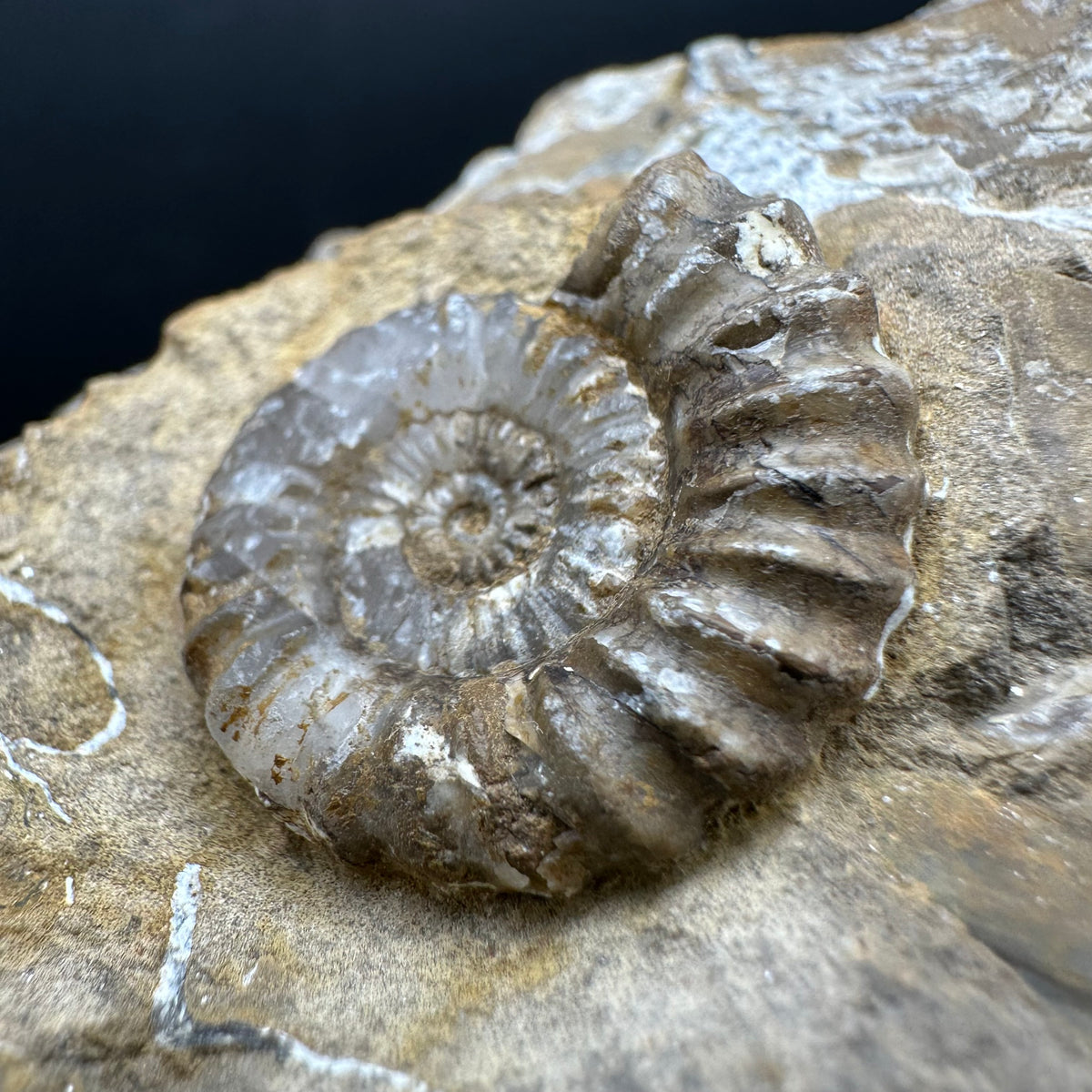 Androgynoceras capricornus Ammonite Fossil With Stand - Whitby, North Yorkshire Jurassic Coast Yorkshire Fossils