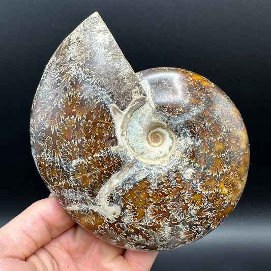 Cleoniceras Ammonite Fossil With Stand - Cretaceous Ammonite Madagascar