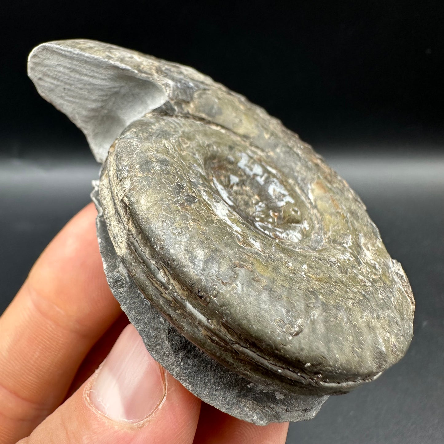 Hildoceras semipolitum Ammonite fossil with box and stand - Whitby, North Yorkshire Jurassic Coast, Yorkshire Fossils from the Jurassic Coast