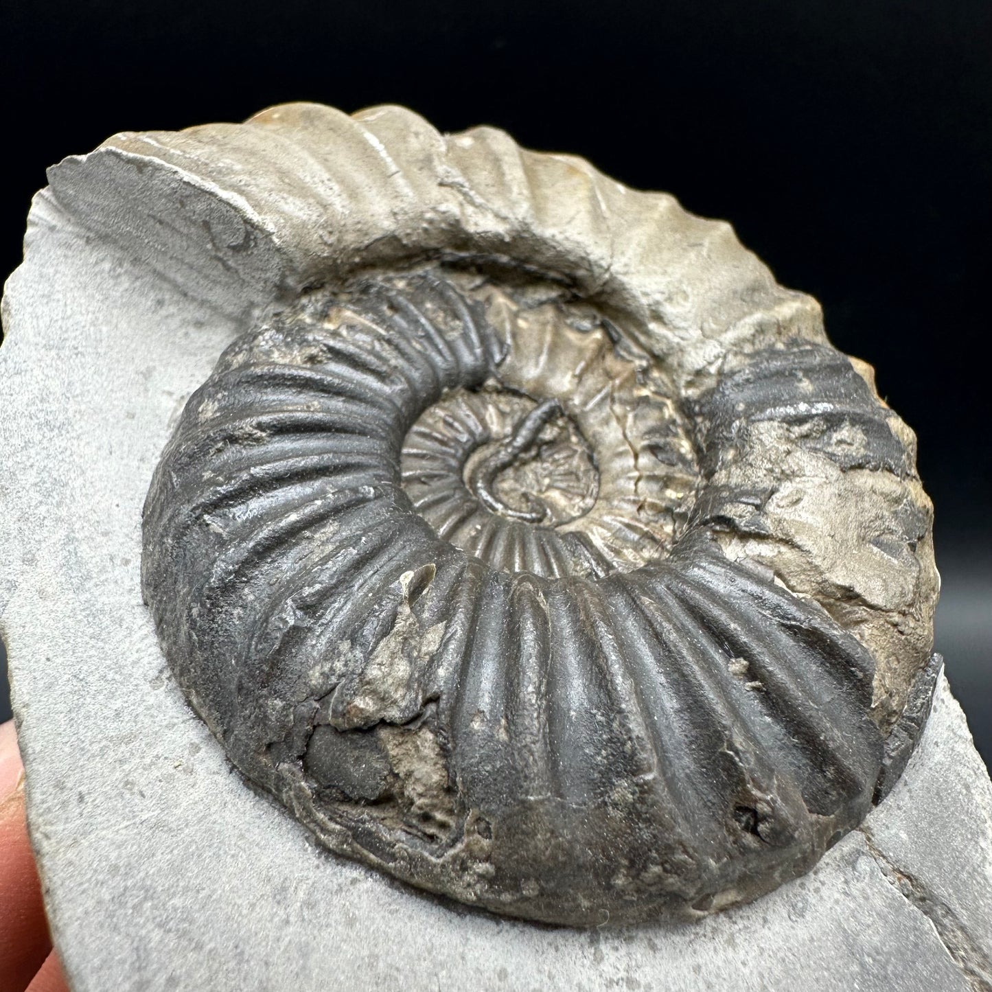 Asteroceras Ammonite fossil with box and stand - Whitby, North Yorkshire Jurassic Coast Yorkshire Fossils