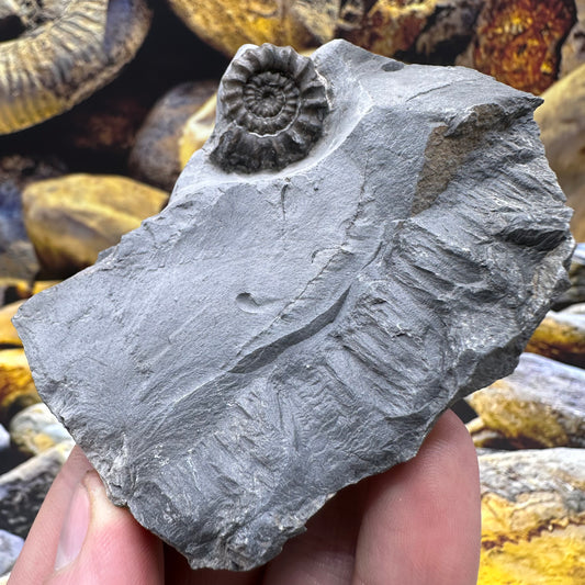 Gagaticeras ammonite fossil - Whitby, North Yorkshire