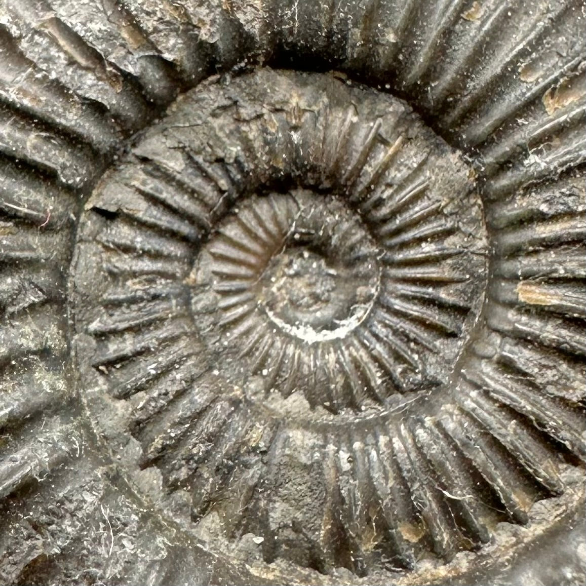 Dactylioceras Ammonite Fossil With Box And Stand - Whitby, North Yorkshire Jurassic Coast Yorkshire Fossils